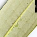 SpeciesSub: subsp. hypoglaucum